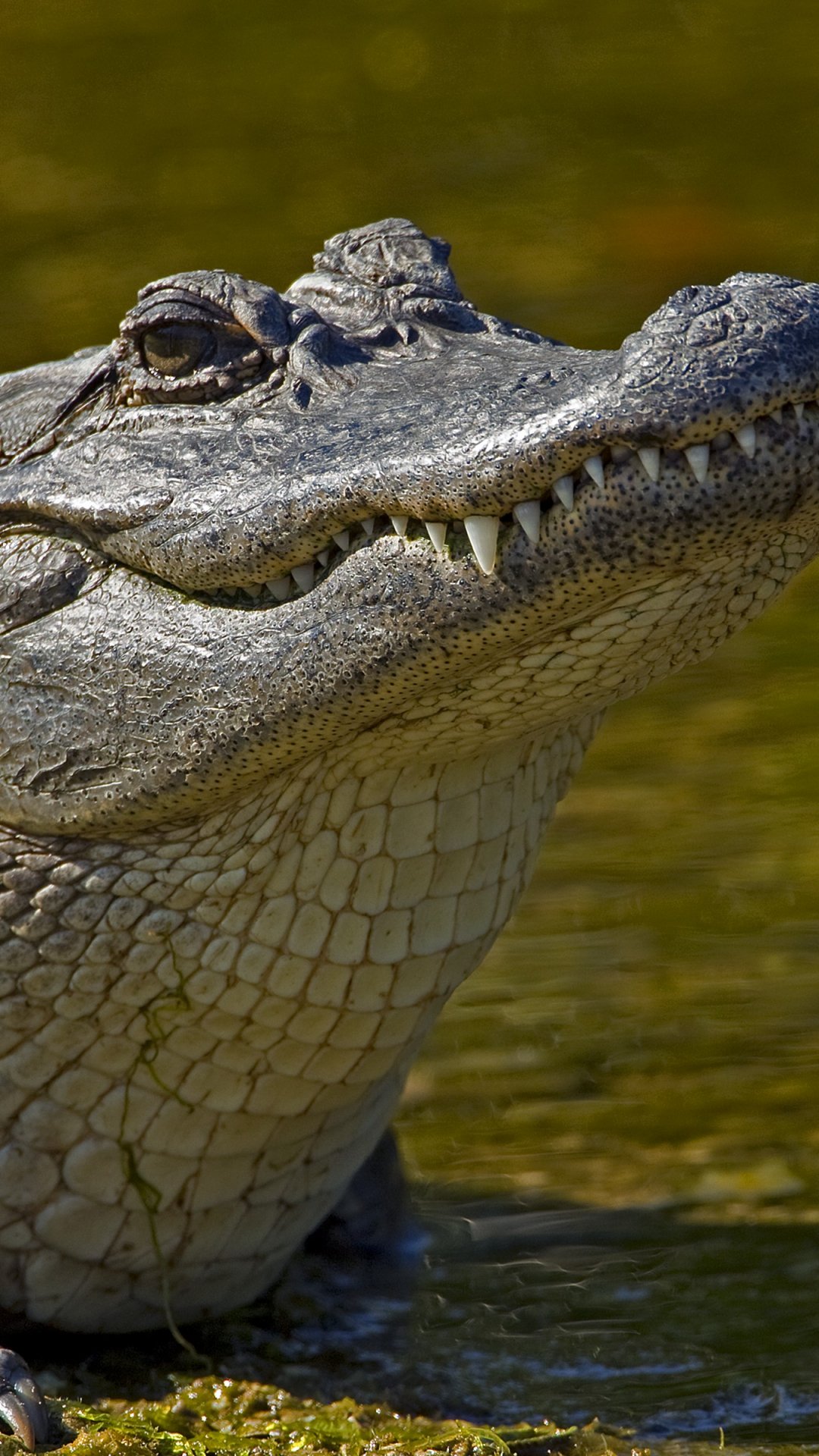 Гребнистый крокодил глаза