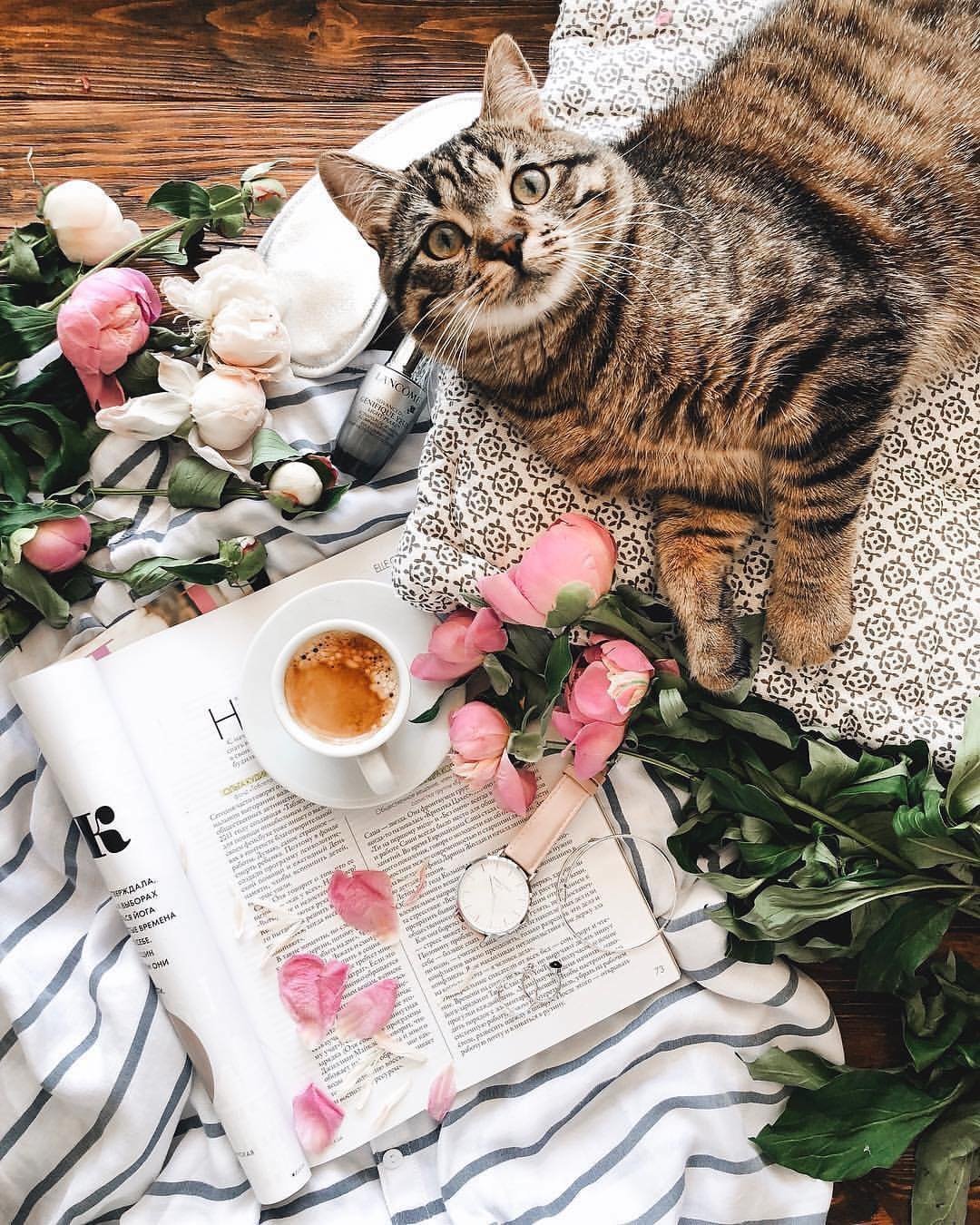 С добрым утром кошки