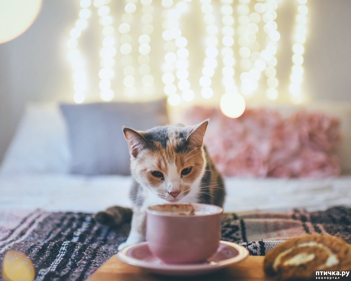 Утренний котик