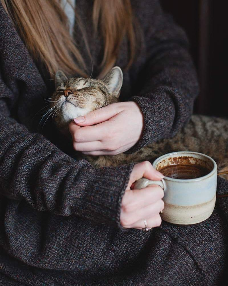 Кот плед чай