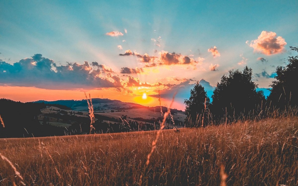 Эстетические цветы