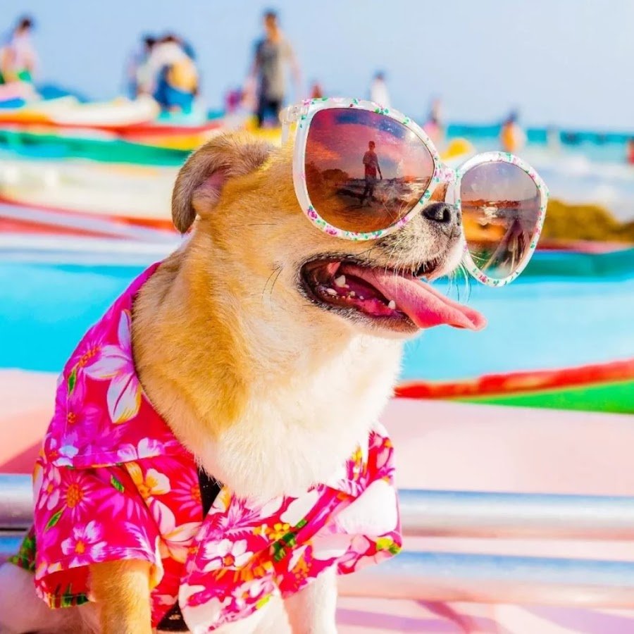 Собака в розовых очках
