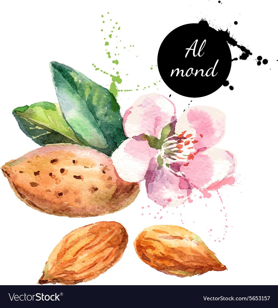 Миндаль акварель