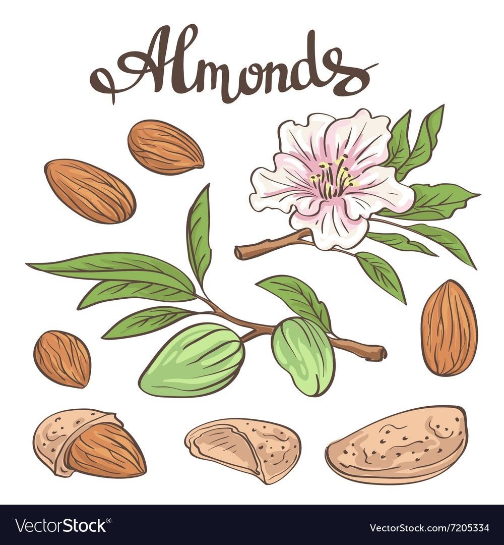 Цветок миндаля вектор