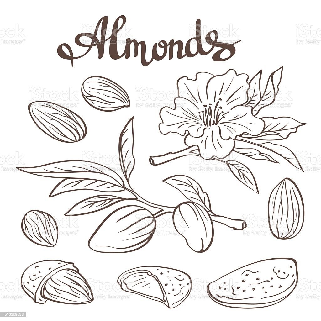 Векторное изображение миндаля