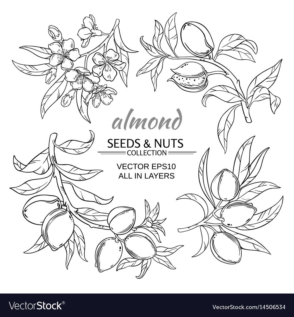 Бобовые орехи