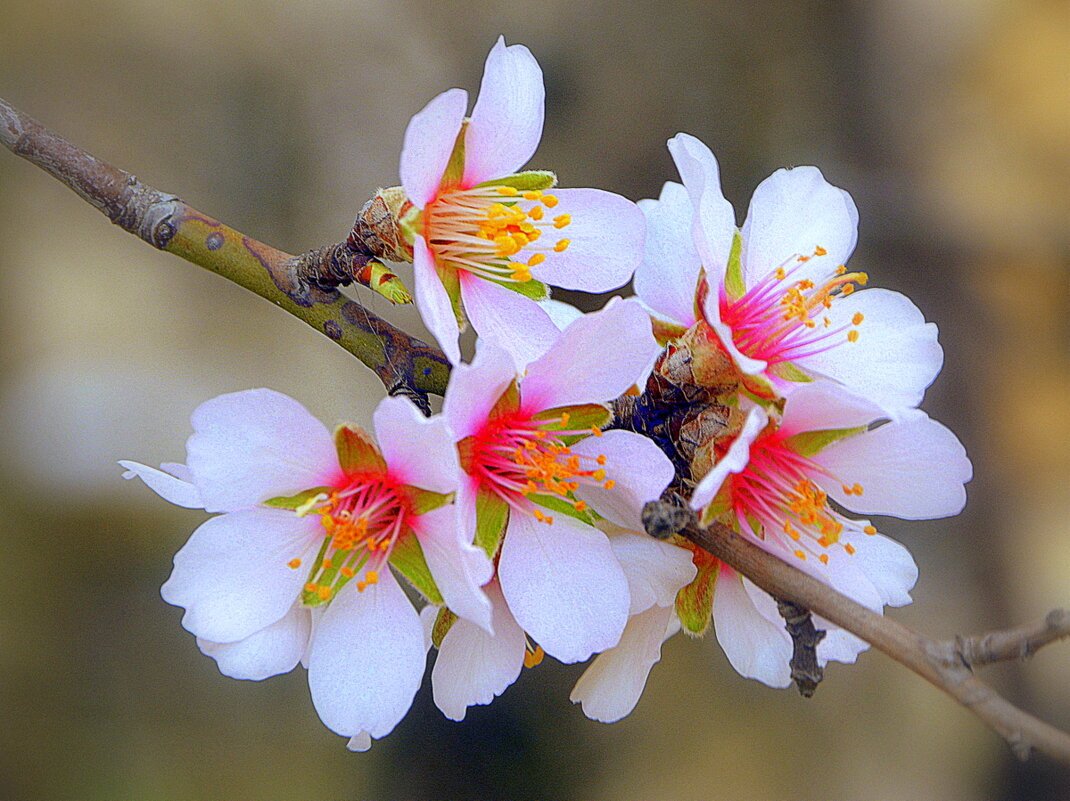 Миндальное молоко брызги