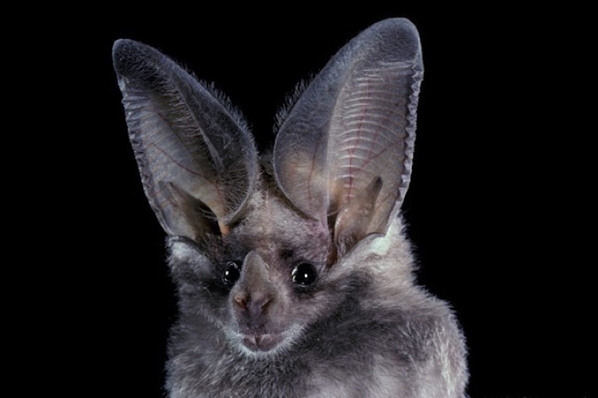 Музыкальные уши