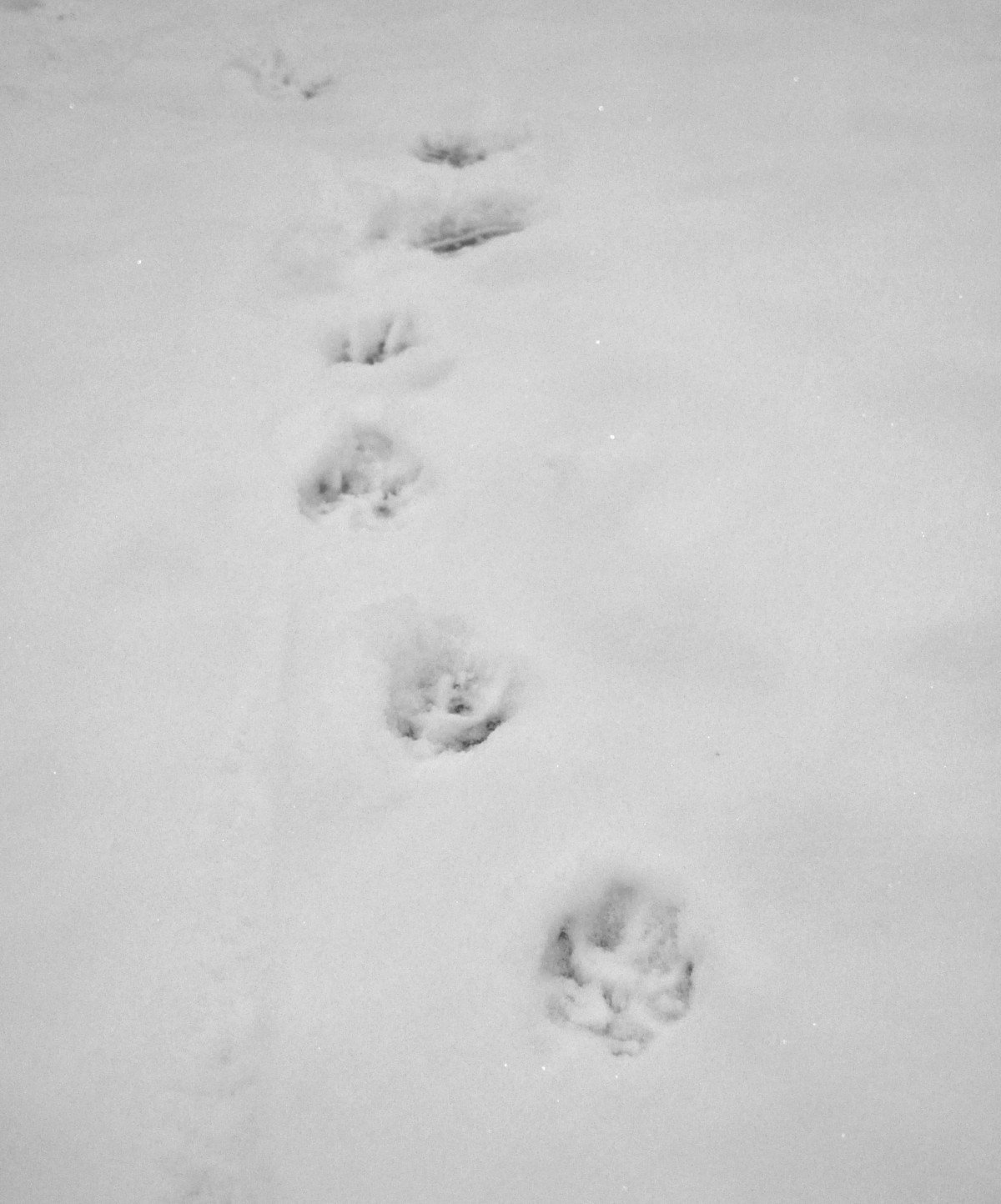 Лапа гиены отпечаток