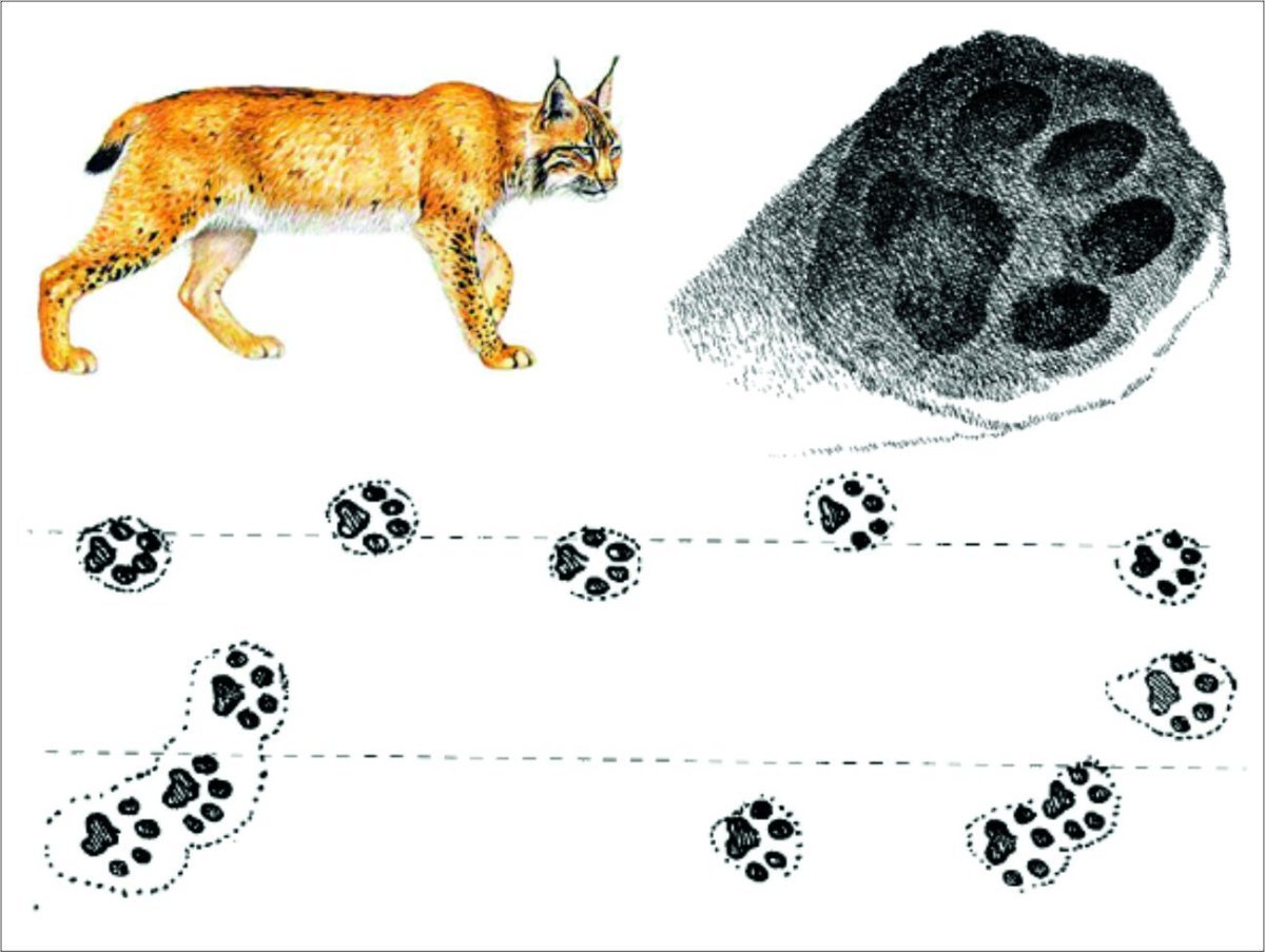 Следы волка и лисы на снегу