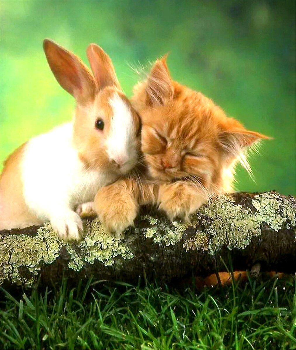 Зайчик и кошка