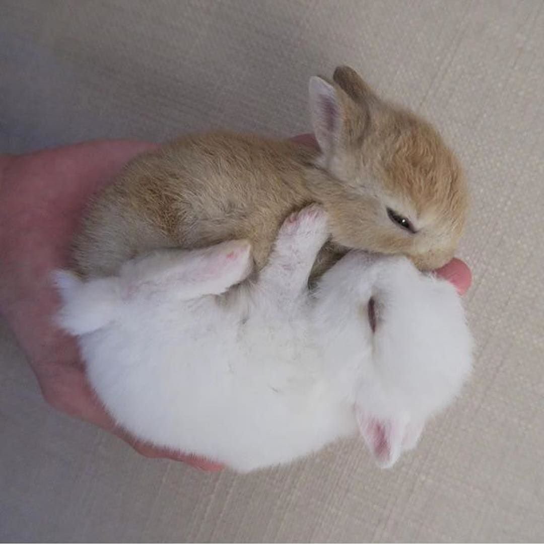 Котенок и Зайчонок