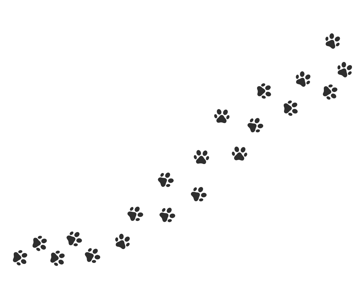 Следы лисы картинки