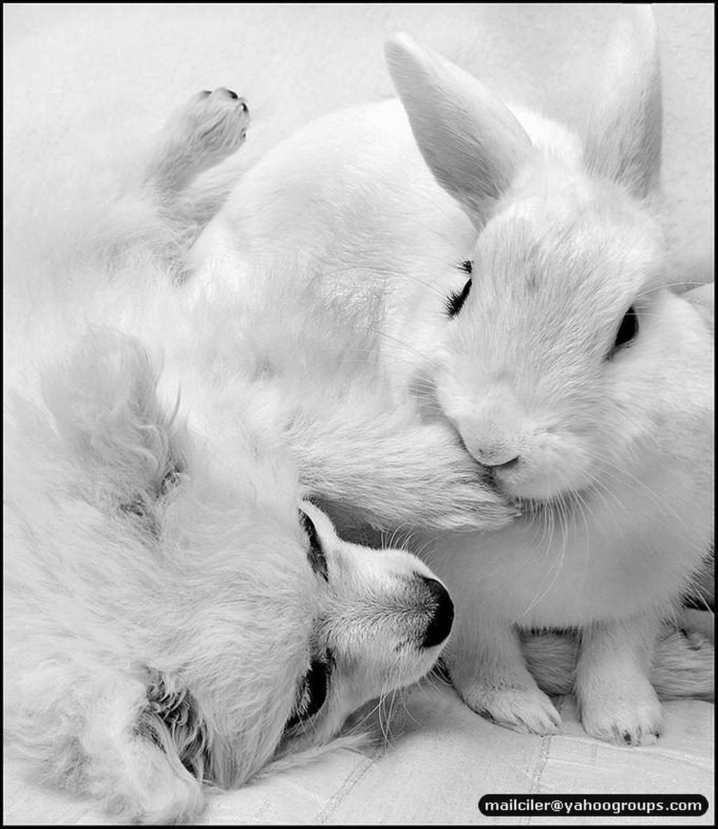 Милый Зайка