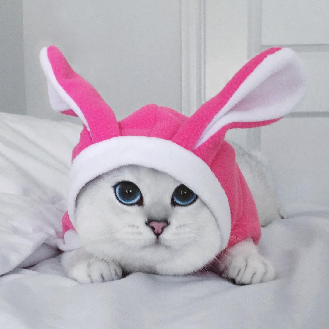 Котик с заячьими ушками