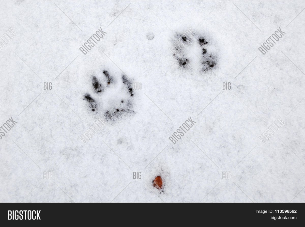 Кошачьи следы дорожка