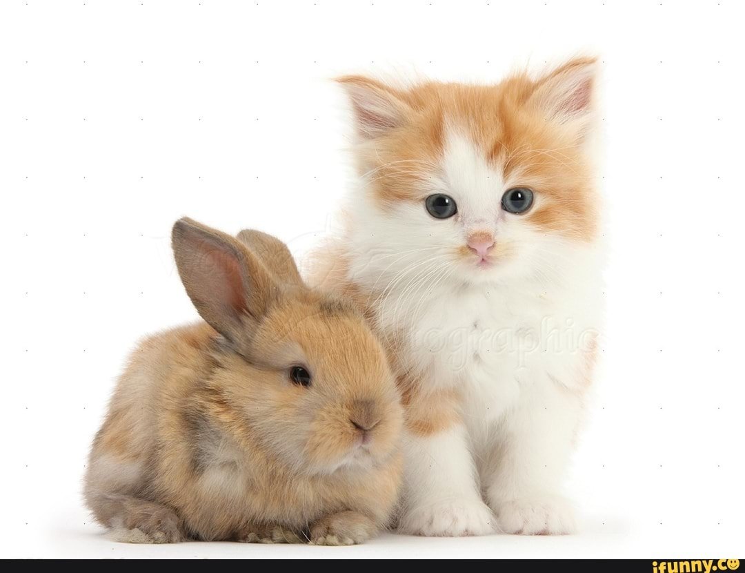 Зайки киски