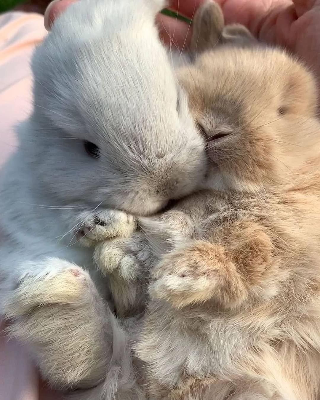 Милые животные