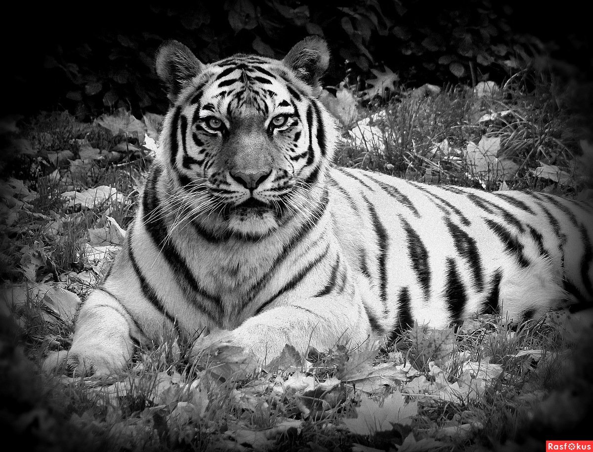 Амурский тигр