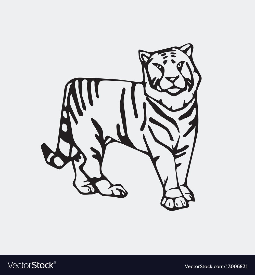 Амурский тигр карандашом для детей