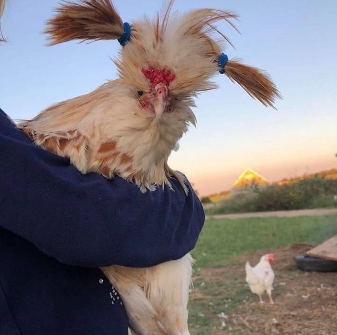 Курочка с прической