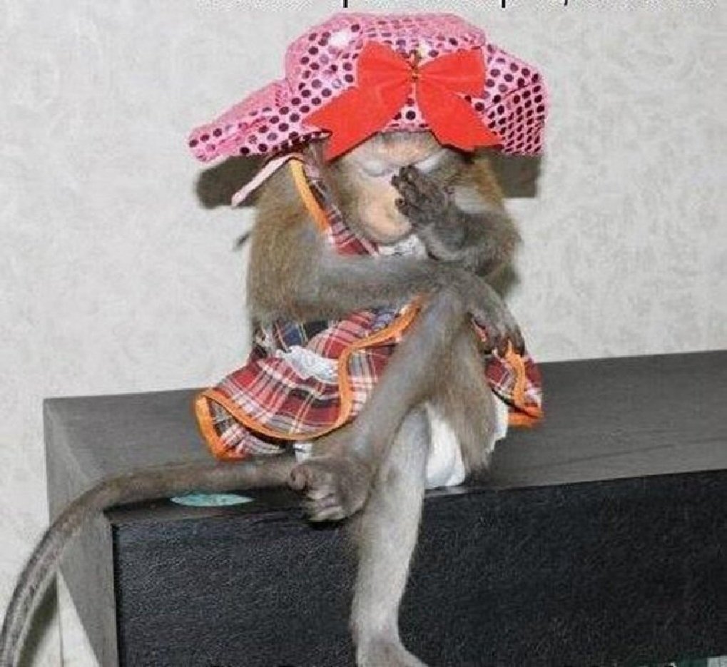 Обезьянка в шляпке