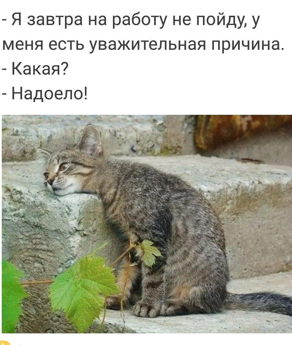 Уставший котик