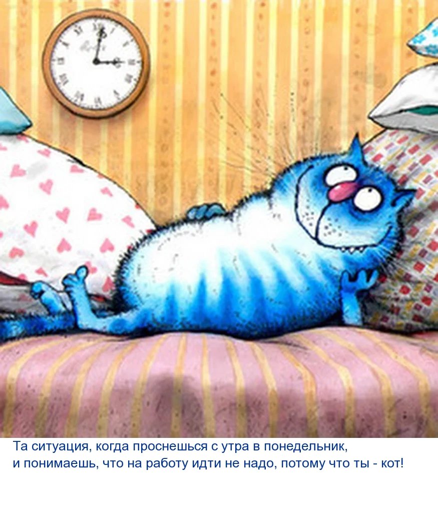 Коты Ирины Зенюк 2017