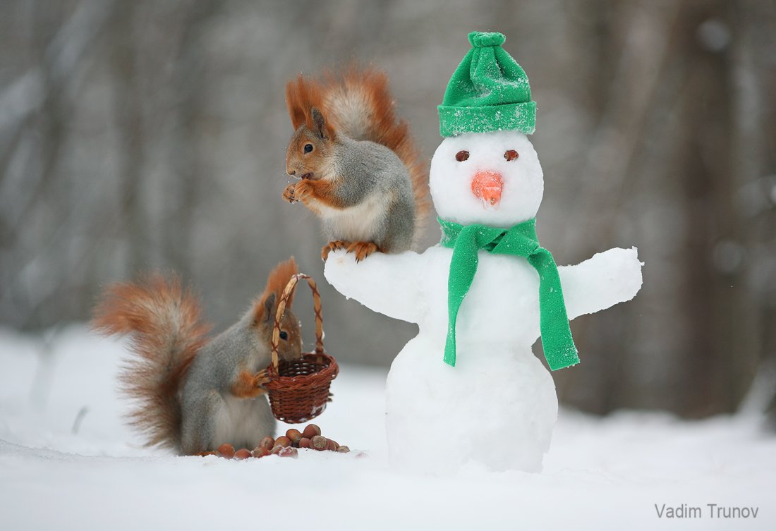 Новосибирские белки