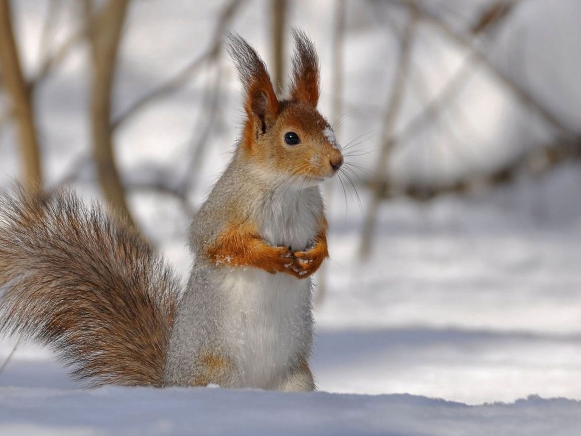 Белка зимой