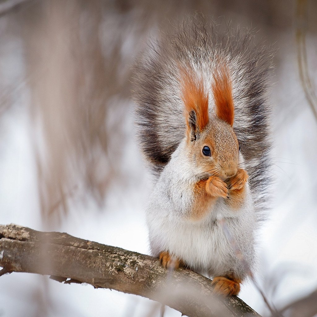 Белочка зимняя аватарка