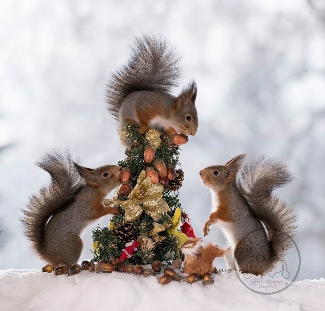 Конста Пункка