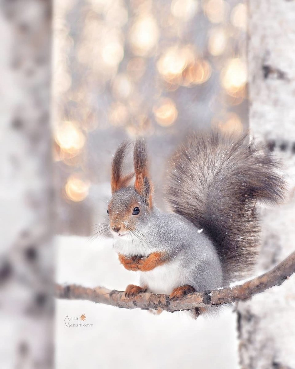Белка зима