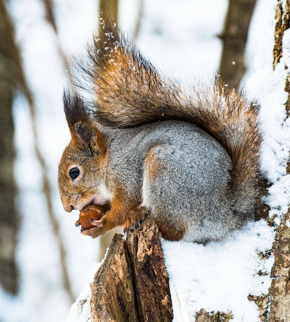 Белки зимой