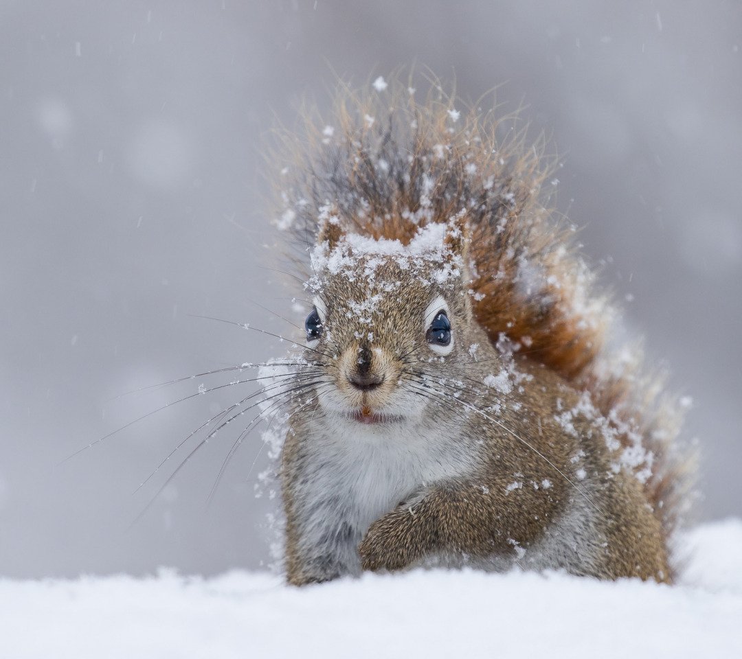 Белка в зимнем лесу