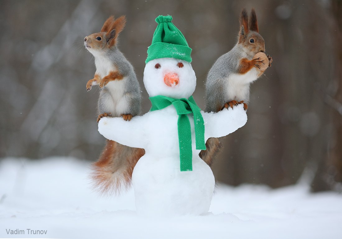 Вадим Трунов фотограф белки