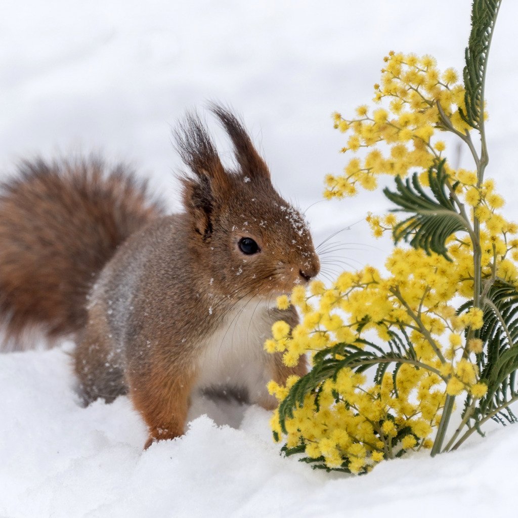 Белочка зимой