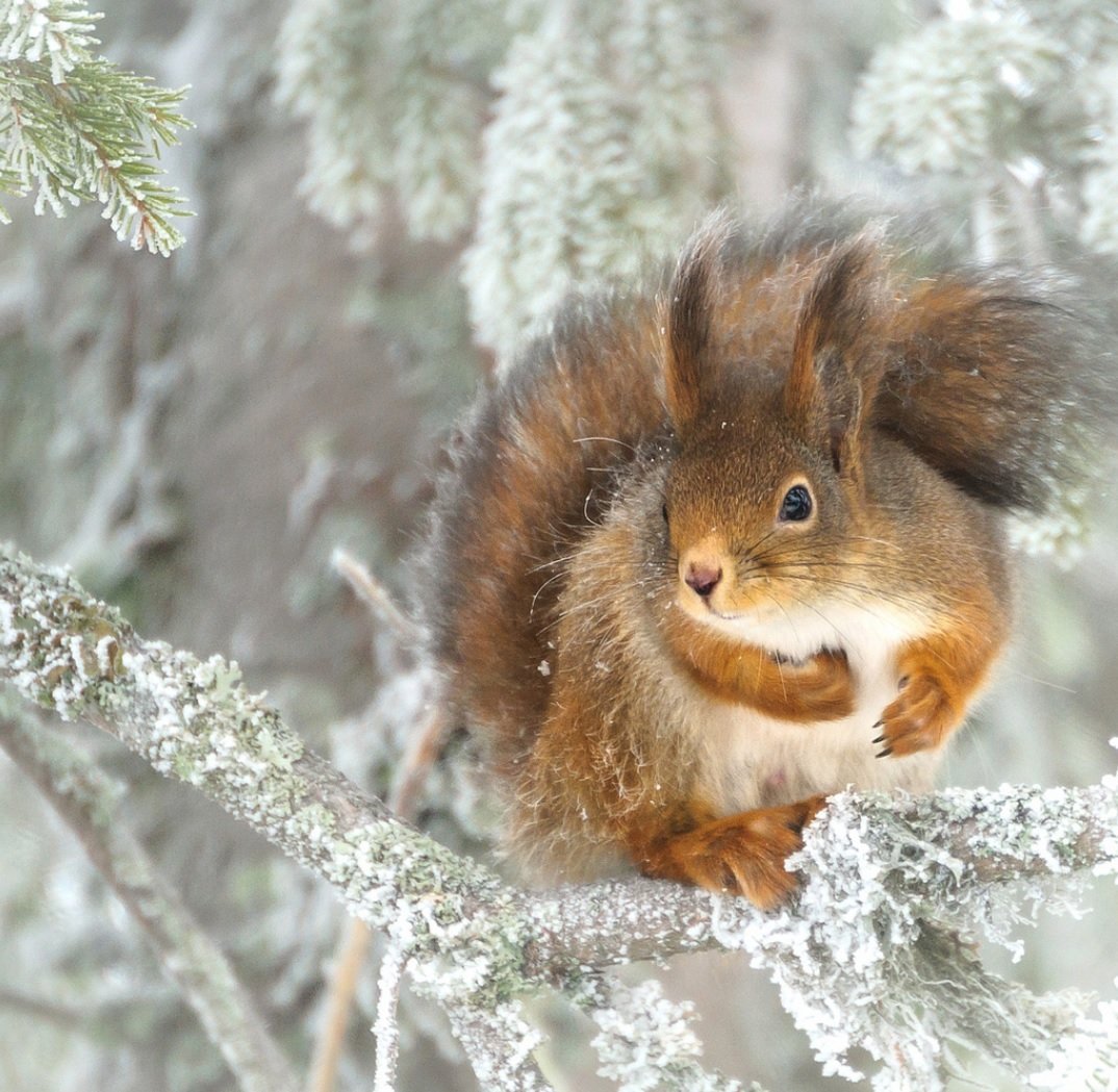 Белка зимой