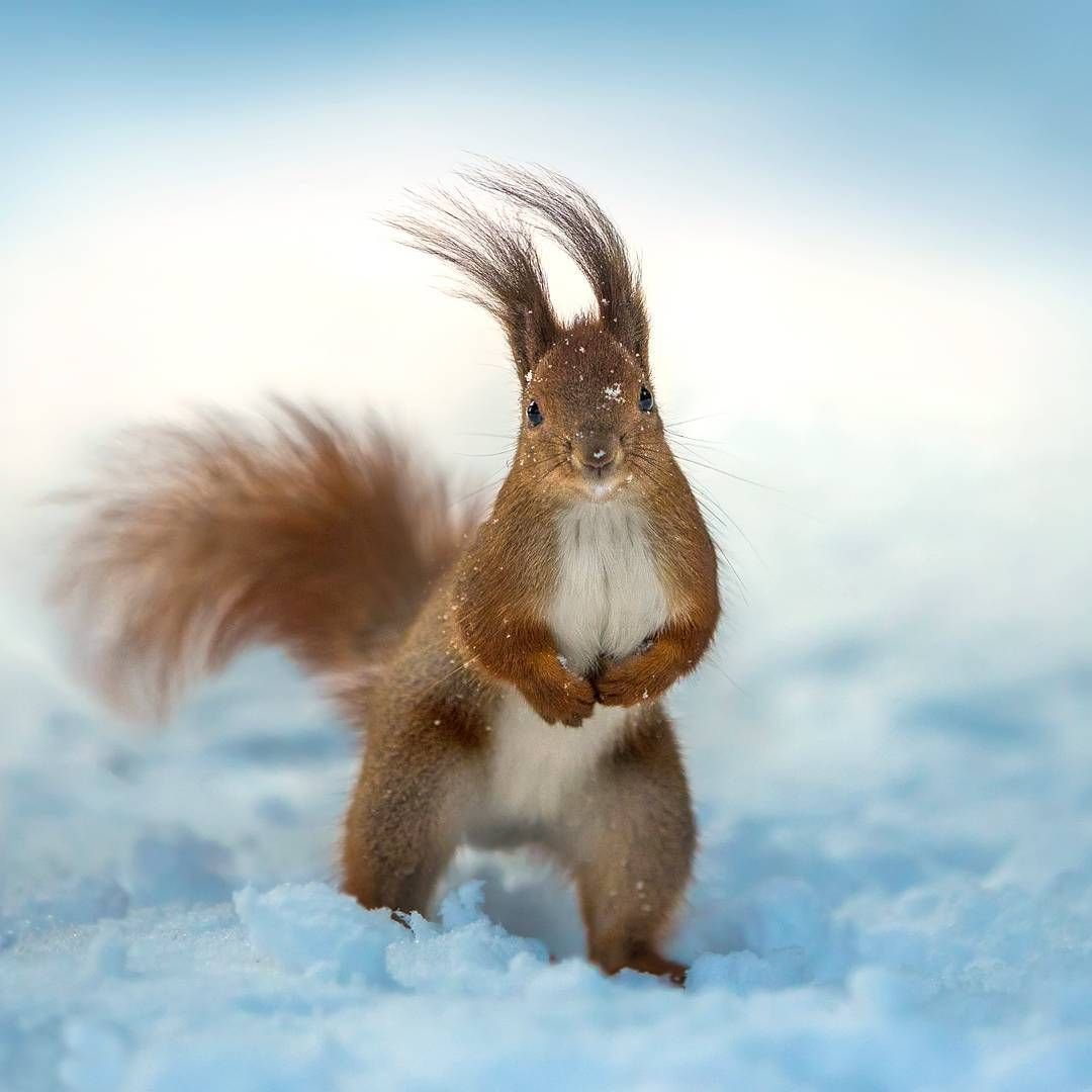 Белка зимой