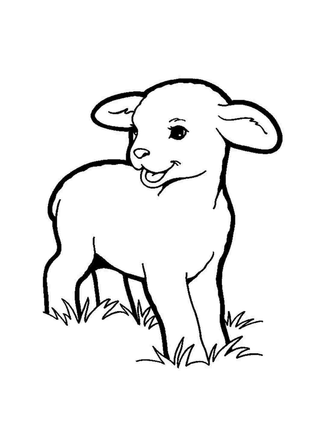 Ягненок раскраска для детей
