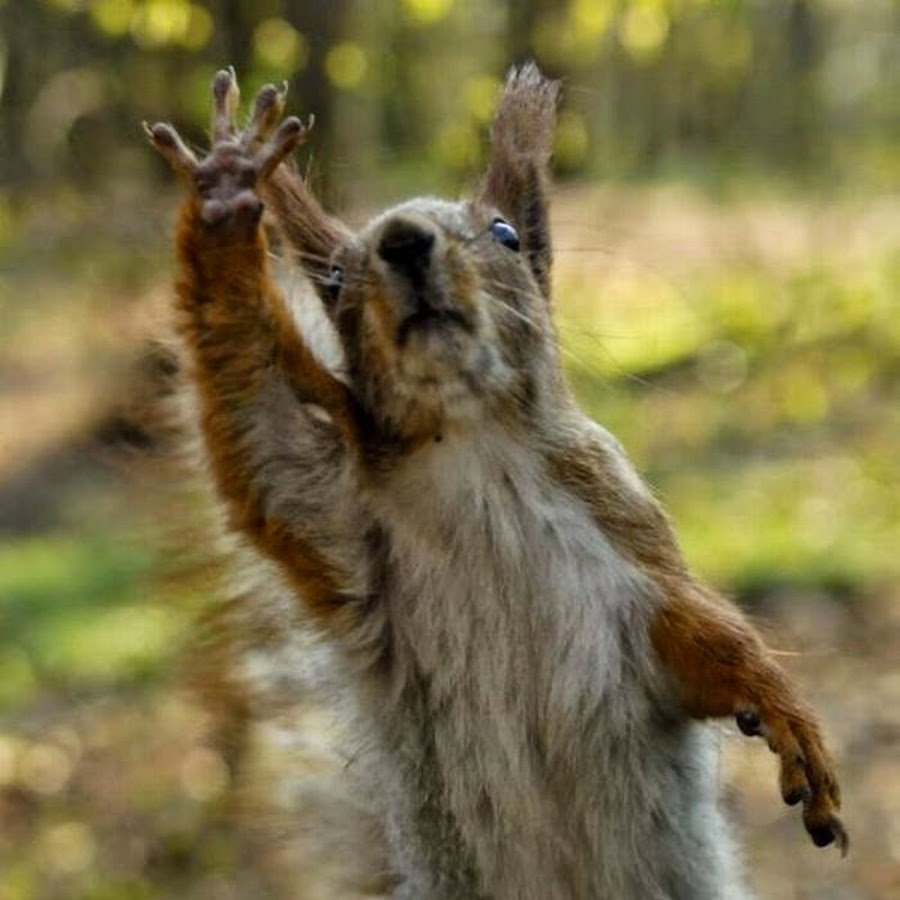 Белка машет лапкой