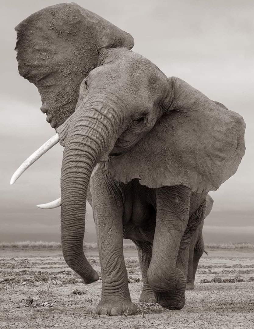 Белые слоны в природе