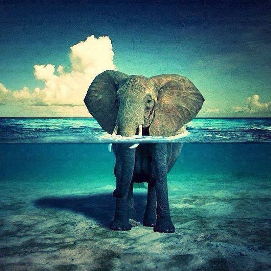 Слон на море