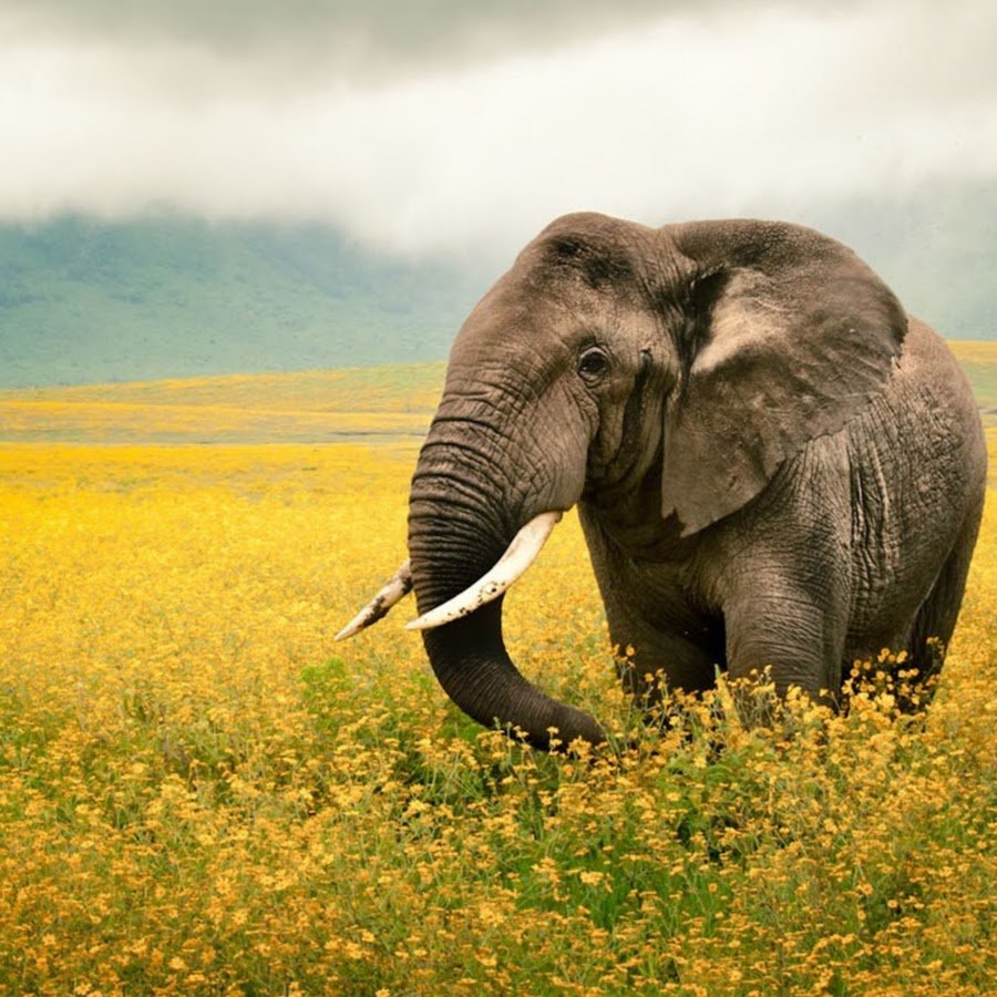 Слоны на рабочий стол хорошего качества