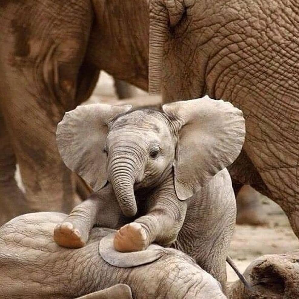 Слон с детенышем