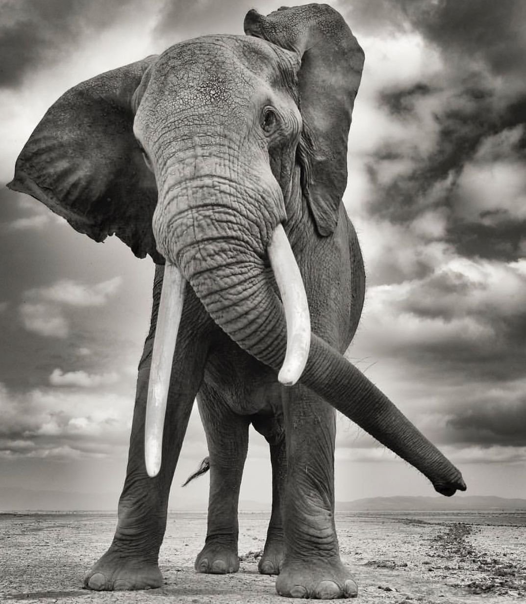 Слоны черно белые