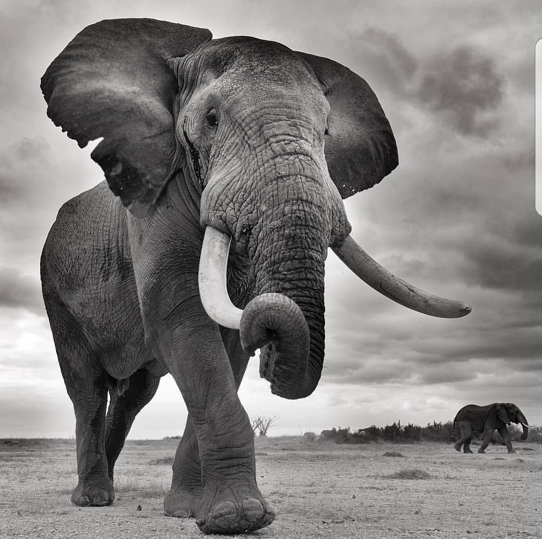 Черная слоновая. Африканский саванный слон. Африканский слон, самец. Черные слоны. Слоны чб.