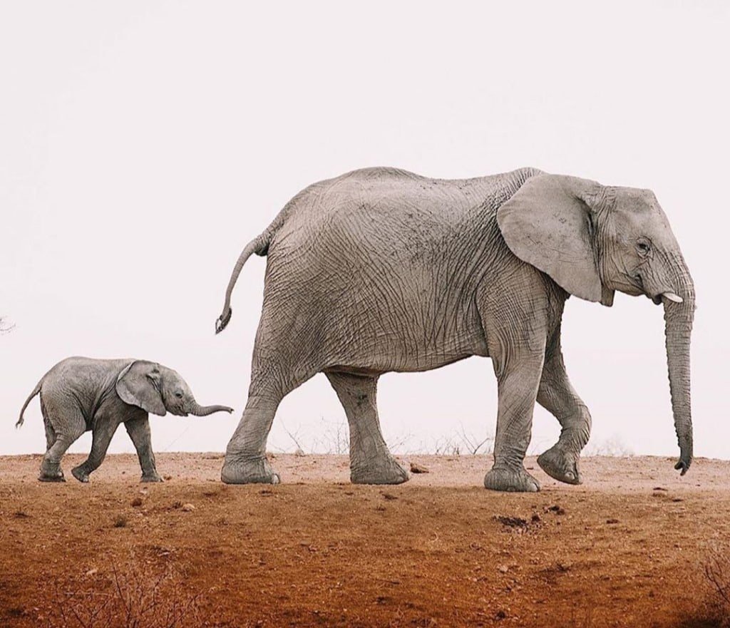 Слон и слониха