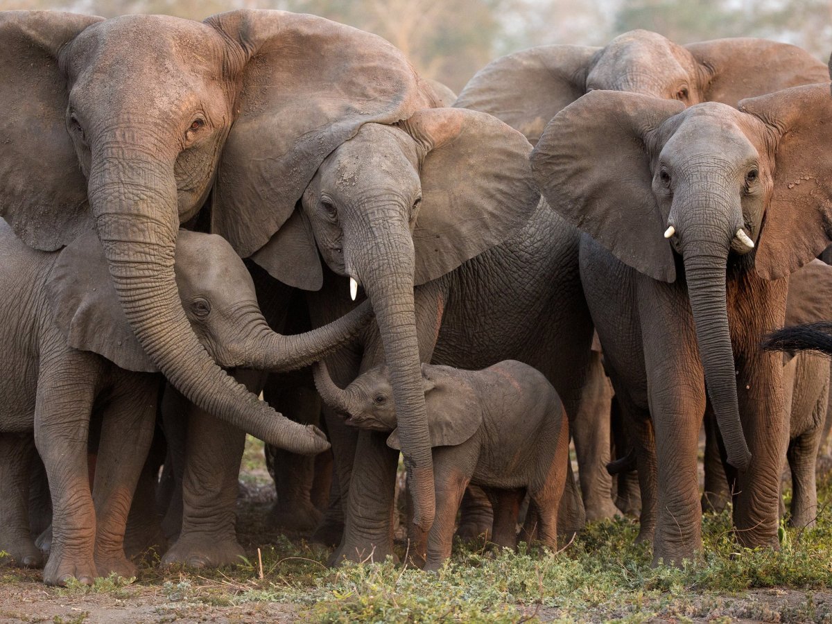 Африканские слоны стадо