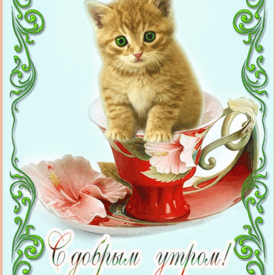 Доброе утро котенок